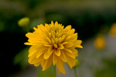 Lune de Miel - Aqueduct Flower 3